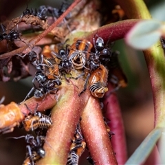 Iridomyrmex sp. (genus) (Ant) at Macgregor, ACT - 24 Jan 2025 by AlisonMilton