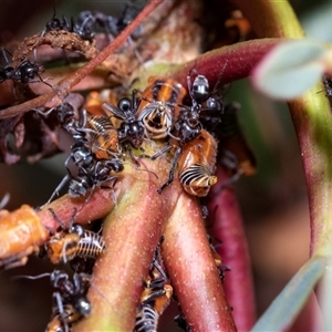 Iridomyrmex sp. (genus) (Ant) at Macgregor, ACT by AlisonMilton