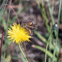 Taractrocera papyria (White-banded Grass-dart) at Macgregor, ACT - 24 Jan 2025 by AlisonMilton