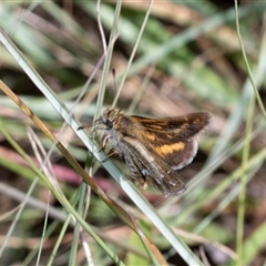 Ocybadistes walkeri at Macgregor, ACT - 24 Jan 2025 08:46 AM