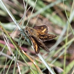 Ocybadistes walkeri at Macgregor, ACT - 24 Jan 2025 08:46 AM