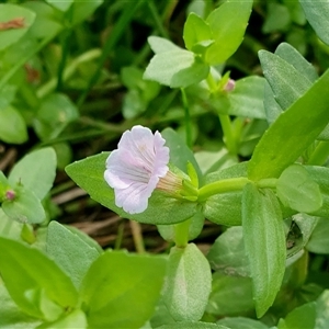 Gratiola peruviana (Australian Brooklime) at Yass River, NSW by SenexRugosus