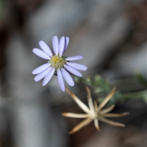 Vittadinia gracilis (New Holland Daisy) at Macgregor, ACT by AlisonMilton