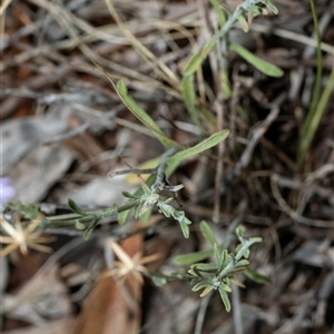 Vittadinia cuneata at Macgregor, ACT - 24 Jan 2025 08:55 AM