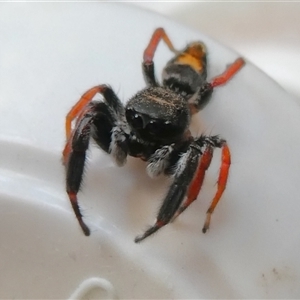 Apricia jovialis (Jovial jumping spider) at Yass River, NSW by SenexRugosus