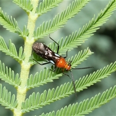 Rayieria basifer (Braconid-mimic plant bug) at Macgregor, ACT - 23 Jan 2025 by AlisonMilton