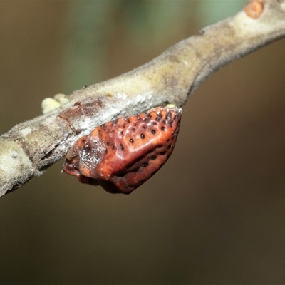 Icerya acaciae (Acacia mealy bug) at Macgregor, ACT - 24 Jan 2025 by AlisonMilton