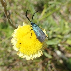 Pollanisus (genus) (A Forester Moth) at Mount Clear, ACT - 25 Jan 2025 by jmcleod