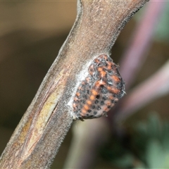 Icerya acaciae (Acacia mealy bug) at Macgregor, ACT - 24 Jan 2025 by AlisonMilton