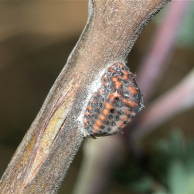 Monophlebulus sp. (genus) at Macgregor, ACT - 23 Jan 2025 by AlisonMilton