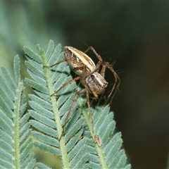 Oxyopes sp. (genus) (Lynx spider) at Macgregor, ACT - 24 Jan 2025 by AlisonMilton