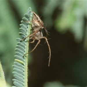 Oxyopes sp. (genus) at Macgregor, ACT - 24 Jan 2025 09:22 AM