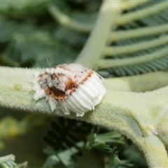 Icerya purchasi (Cottony cushion scale) at Macgregor, ACT - 24 Jan 2025 by AlisonMilton