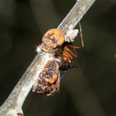 Icerya acaciae (Acacia mealy bug) at Macgregor, ACT - 24 Jan 2025 by AlisonMilton