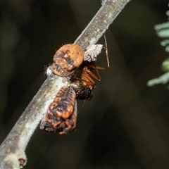 Camponotus consobrinus (Banded sugar ant) at Macgregor, ACT - 23 Jan 2025 by AlisonMilton