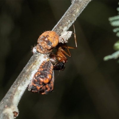 Camponotus consobrinus (Banded sugar ant) at Macgregor, ACT - 23 Jan 2025 by AlisonMilton