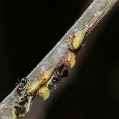 Sextius virescens (Acacia horned treehopper) at Macgregor, ACT - 23 Jan 2025 by AlisonMilton