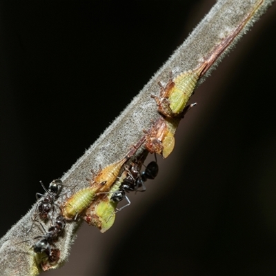 Sextius virescens (Acacia horned treehopper) at Macgregor, ACT - 23 Jan 2025 by AlisonMilton