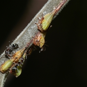 Iridomyrmex rufoniger (Tufted Tyrant Ant) at Macgregor, ACT by AlisonMilton