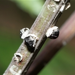 Melanococcus albizziae (Acacia Mealybug) at Macgregor, ACT - 24 Jan 2025 by AlisonMilton