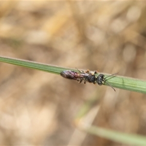 Unidentified Wasp (Hymenoptera, Apocrita) at Macgregor, ACT by AlisonMilton