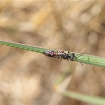 Unidentified Wasp (Hymenoptera, Apocrita) at Macgregor, ACT - 23 Jan 2025 by AlisonMilton