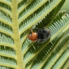 Cryptolaemus montrouzieri (Mealybug ladybird) at Macgregor, ACT - 23 Jan 2025 by AlisonMilton