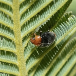 Cryptolaemus montrouzieri (Mealybug ladybird) at Macgregor, ACT by AlisonMilton