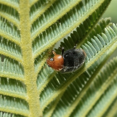 Cryptolaemus montrouzieri (Mealybug ladybird) at Macgregor, ACT - 24 Jan 2025 by AlisonMilton