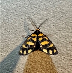 Asura lydia (Lydia Lichen Moth) at Pebbly Beach, NSW - 21 Oct 2024 by Pirom