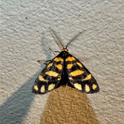 Asura lydia (Lydia Lichen Moth) at Pebbly Beach, NSW - 21 Oct 2024 by Pirom