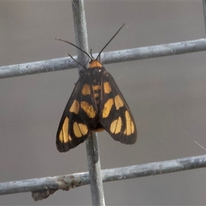 Amata (genus) (Handmaiden Moth) at Hackett, ACT by Pirom