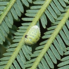 Monophlebidae sp. (family) (Mealy Bugs) at Macgregor, ACT - 24 Jan 2025 by AlisonMilton