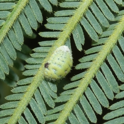Monophlebidae (family) (Mealy Bugs) at Macgregor, ACT - 24 Jan 2025 by AlisonMilton