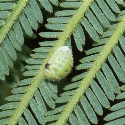 Monophlebidae sp. (family) (Mealy Bugs) at Macgregor, ACT - 24 Jan 2025 by AlisonMilton