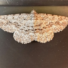 Psilosticha absorpta (Fine-waved Bark Moth) at Campbell, ACT - 3 Jan 2025 by Pirom