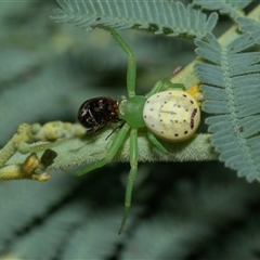 Thomisidae (family) (Unidentified Crab spider or Flower spider) at Macgregor, ACT - 23 Jan 2025 by AlisonMilton