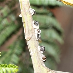 Melanococcus albizziae (Acacia Mealybug) at Macgregor, ACT - 24 Jan 2025 by AlisonMilton