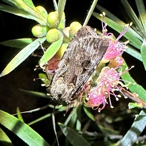 Agrotis munda (Brown Cutworm) at Ainslie, ACT by Pirom