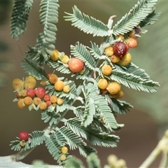 Austroacacidiplosis botrycephalae (A Gall Midge) at Macgregor, ACT - 23 Jan 2025 by AlisonMilton