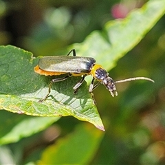 Chauliognathus lugubris (Plague Soldier Beetle) at Braidwood, NSW - 25 Jan 2025 by MatthewFrawley