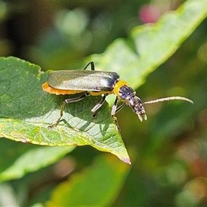 Chauliognathus lugubris (Plague Soldier Beetle) at Braidwood, NSW by MatthewFrawley