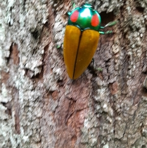 Calodema regalis (Regal Jewel Beetle) at Pappinbarra, NSW by jonvanbeest