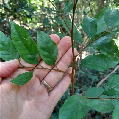 Unidentified Other Tree at Pappinbarra, NSW - 25 Jan 2025 by jonvanbeest