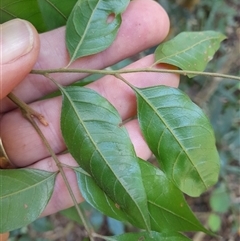 Sarcopteryx stipata at Pappinbarra, NSW - 25 Jan 2025 02:09 PM