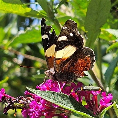 Vanessa itea (Yellow Admiral) at Braidwood, NSW - 25 Jan 2025 by MatthewFrawley