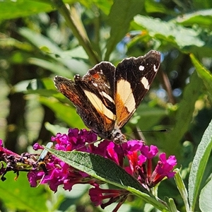 Vanessa itea at Braidwood, NSW - 25 Jan 2025 12:08 PM