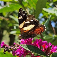 Vanessa itea at Braidwood, NSW - 25 Jan 2025 12:08 PM