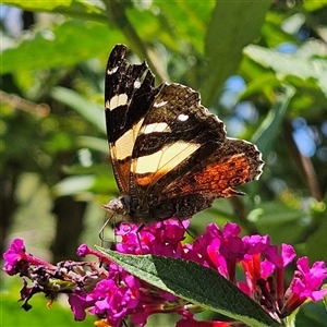 Vanessa itea at Braidwood, NSW - 25 Jan 2025 12:08 PM