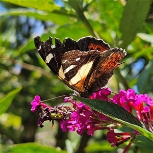 Vanessa itea at Braidwood, NSW - 25 Jan 2025 12:08 PM